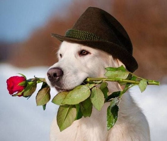 Fedora - Fido