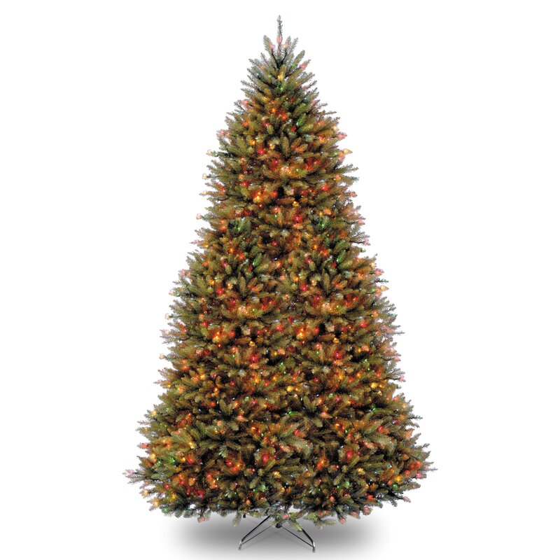 7.5' Rocky Mountain Spruce