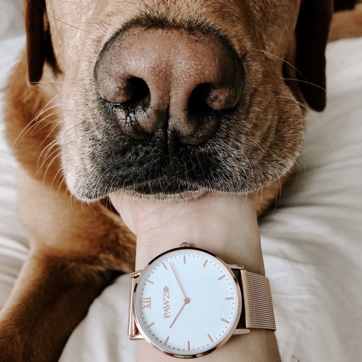 Rose Gold Pawz Watch - Final Sale