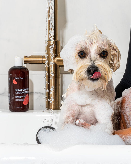 Conditioning Shampoo - Final Sale