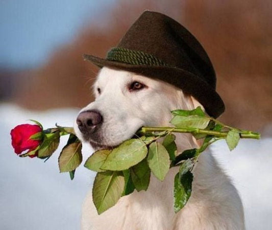 Fedora - Fido
