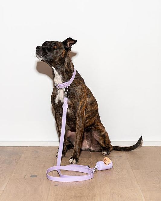 Leash